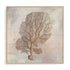 Fragile Beauty Of The Sea II Wall Art