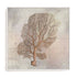 Fragile Beauty Of The Sea II Wall Art