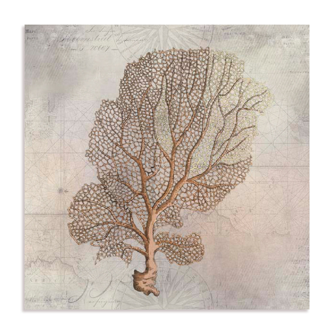 Fragile Beauty Of The Sea II Wall Art
