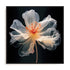 Black Pink Translucent Flower I Wall Art