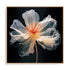 Black Pink Translucent Flower I Wall Art
