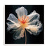 Black Pink Translucent Flower I Wall Art