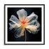Black Pink Translucent Flower I Wall Art