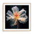Black Pink Translucent Flower I Wall Art