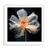 Black Pink Translucent Flower I Wall Art