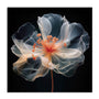 Black Pink Translucent Flower II Wall Art