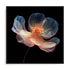 Whispering Luminiscence I Wall Art