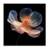 Whispering Luminiscence I Wall Art