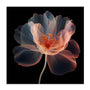 Whispering Luminiscence II Wall Art