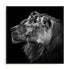 Dambreville Lions Wall Art