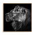 Dambreville Lions Wall Art