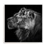 Dambreville Lions Wall Art