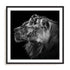 Dambreville Lions Wall Art #oran_black-white-border