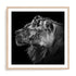 Dambreville Lions Wall Art #oran_natural-white-border