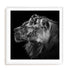 Dambreville Lions Wall Art #oran_white-white-border