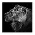 Dambreville Lions Wall Art