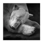 Krinke On My Pillow Wall Art