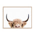Pienaar Peeking Cow Wall Art