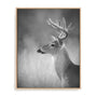 Cumming White Tailed Buck Wall Art