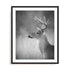 Cumming White Tailed Buck Wall Art