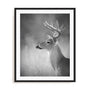Cumming White Tailed Buck Wall Art