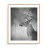 Cumming White Tailed Buck Wall Art