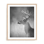 Cumming White Tailed Buck Wall Art