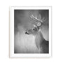 Cumming White Tailed Buck Wall Art