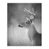 Cumming White Tailed Buck Wall Art