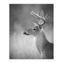 Cumming White Tailed Buck Wall Art