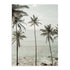 Clint – Tropical Dreams Wall Art