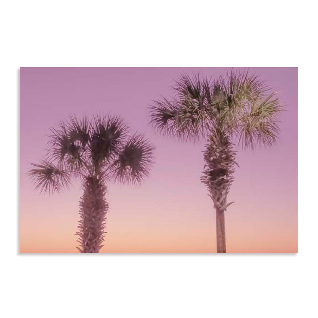 Two Palm Trees Wall Art