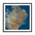 Gold Coral I Wall Art #oran_black-white-border