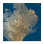 Gold Coral I Wall Art