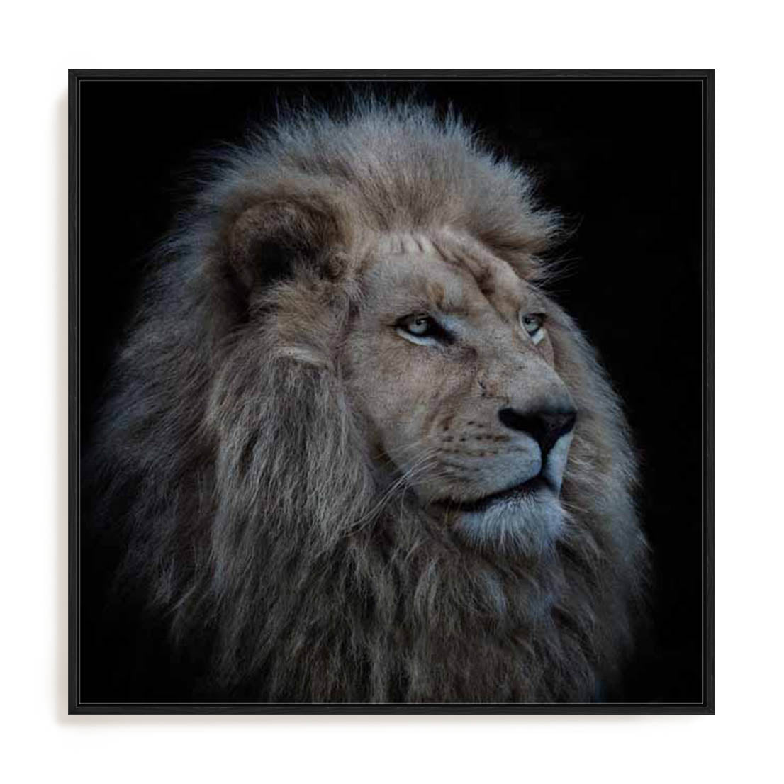 Wolbers Proud Lion Wall Art