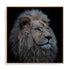 Wolbers Proud Lion Wall Art