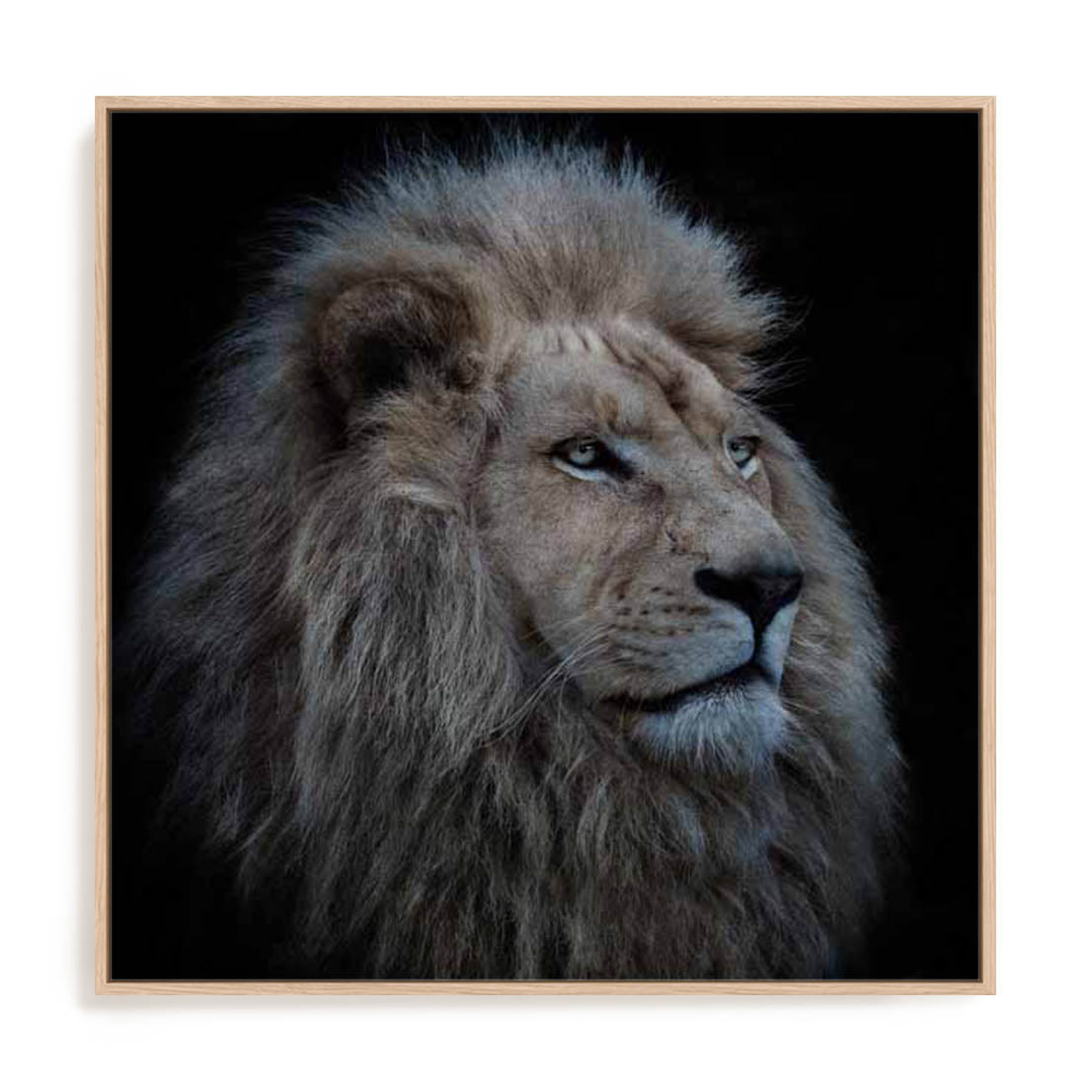 Wolbers Proud Lion Wall Art