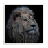 Wolbers Proud Lion Wall Art