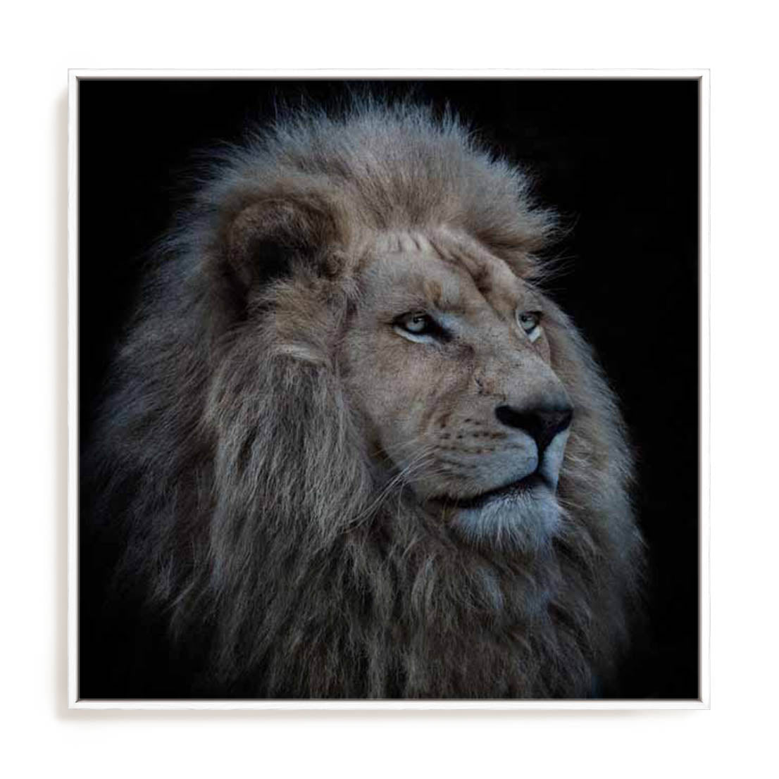 Wolbers Proud Lion Wall Art
