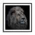 Wolbers Proud Lion Wall Art #oran_black-white-border