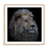 Wolbers Proud Lion Wall Art #oran_natural-white-border