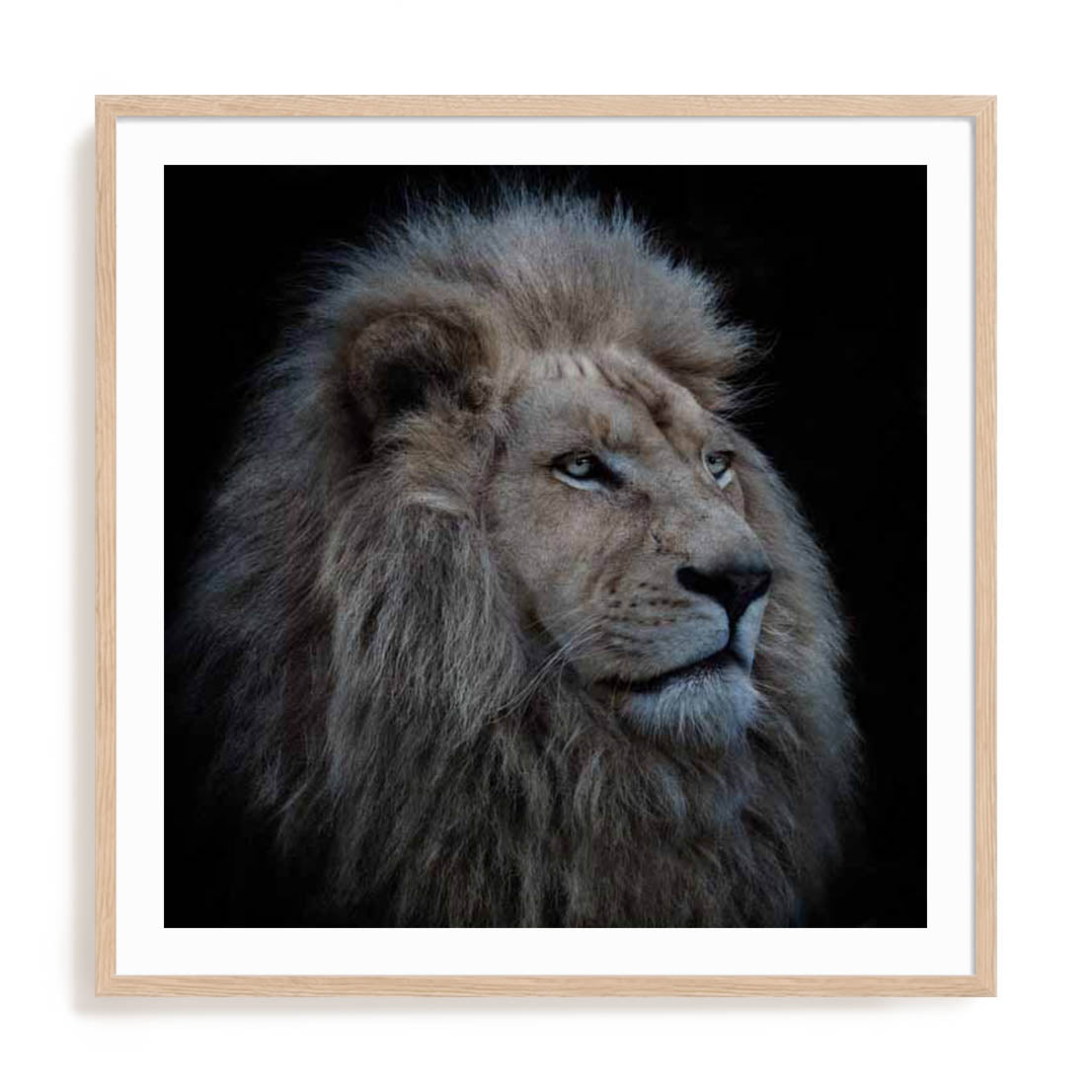 Wolbers Proud Lion Wall Art