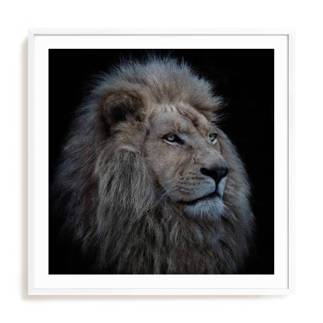 Wolbers Proud Lion Wall Art
