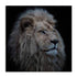 Wolbers Proud Lion Wall Art