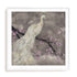 Peacock Serenity I Wall Art #oran_white-white-border