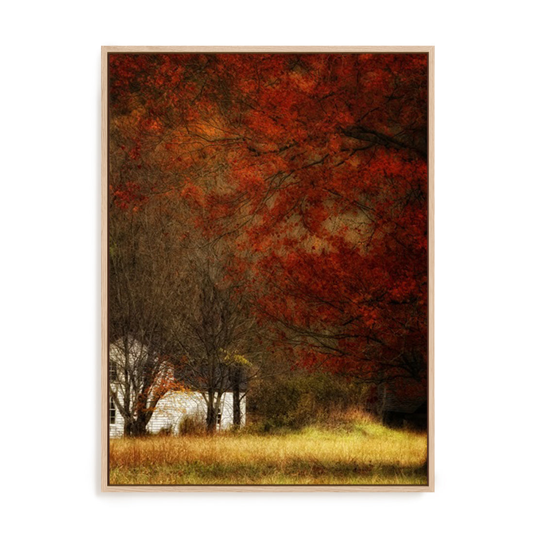 Beyond October's Maple