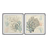 Sea Ephemera III and II Wall Art
