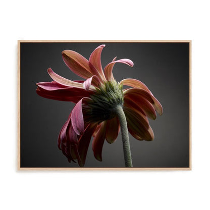 Studio Flowers IV