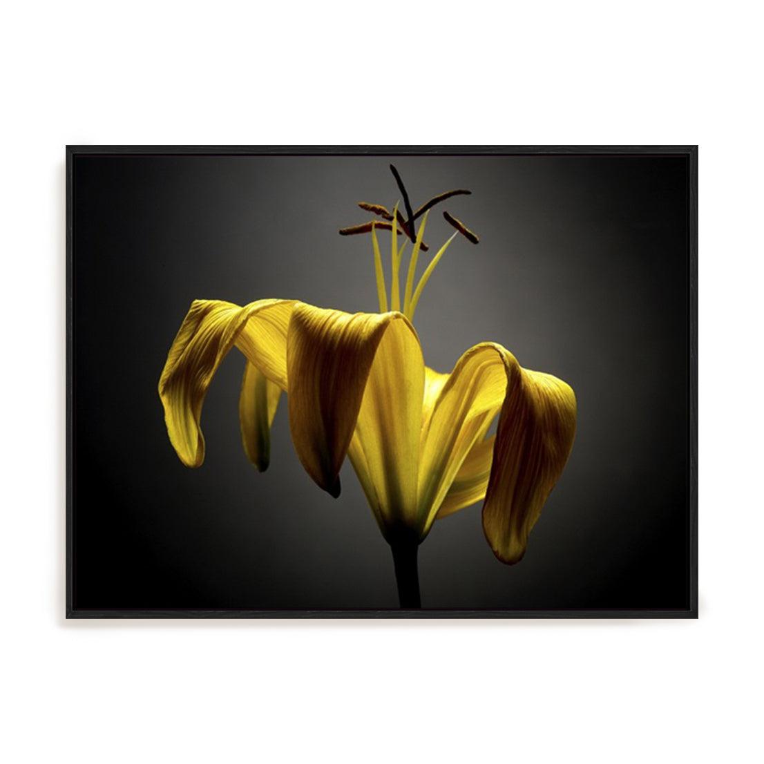 Studio Flowers V