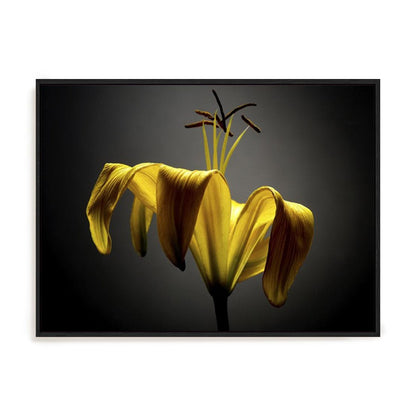 Studio Flowers V